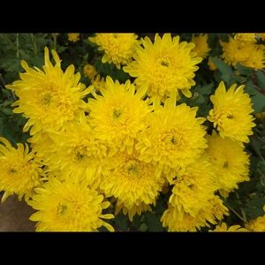 Meet your Posher, Thao